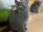 Will - British Shorthair Cat For Sale - Huntington, NY, US