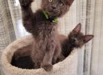 Robin - Maine Coon Cat For Sale - Crestview, FL, US