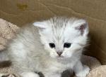 Scottish Fold Silver Spotted boy Eli - Scottish Straight Cat For Sale - Odessa, FL, US