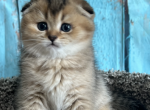 Mia - Scottish Fold Cat For Sale - Renton, WA, US