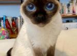 Anya - Toybob Cat For Sale/Retired Breeding - ID, US