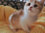 Armani Alphastar - Scottish Straight Cat For Sale - Levittown, PA, US