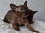 Beatrice - Burmese Cat For Sale - Brooklyn, NY, US