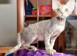 Mika - Devon Rex Cat For Sale - Brooklyn, NY, US