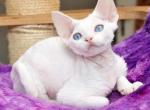 Sergey - Devon Rex Cat For Sale - Brooklyn, NY, US