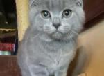 Blue Baby Girl - Scottish Fold Cat For Sale - Jobstown, NJ, US