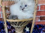 Dominic - Ragdoll Cat For Sale - MO, US