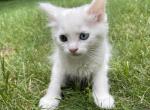 Snowball - Domestic Cat For Sale - Westfield, MA, US