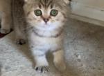 Sima - Scottish Fold Cat For Sale - Philadelphia, PA, US