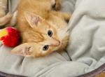 Garfield - Domestic Cat For Sale - Bronx, NY, US