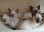 Wedge head litter - Siamese Kitten For Sale - Meshoppen, PA, US