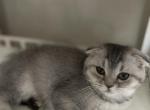 Ava female - Scottish Fold Cat For Sale - Sunnyvale, CA, US