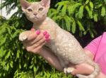 Fiona - Devon Rex Cat For Sale - Brooklyn, NY, US