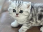 May - Scottish Straight Cat For Sale - Houston, TX, US