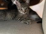 Lavazza - Domestic Cat For Sale - Westfield, MA, US