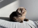 Pepper Dark chocolate Scottish fold - Scottish Fold Cat For Sale - Athens, GA, US