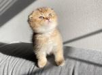 Butternut Black Golden Scottish Fold - Scottish Fold Cat For Sale - Athens, GA, US