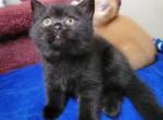 Apollo - Scottish Straight Cat For Sale - New York, NY, US