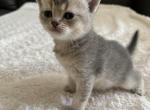 Scottish straight gray - Scottish Straight Cat For Sale - Houston, TX, US