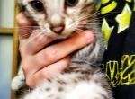 Cinder Silver Rosetted Blue - Bengal Cat For Sale - Bradner, OH, US