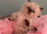 Himalayan Babygirl - Persian Cat For Sale - Ephrata, PA, US