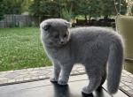 Nikki - Scottish Fold Cat For Sale - Nashville, TN, US