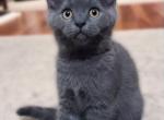 Gregory - British Shorthair Cat For Sale - Huntington, NY, US