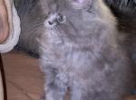 SOLD CFA Registered Male Blue Persian - Persian Cat For Sale - Conyers, GA, US