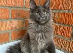 King - Maine Coon Cat For Sale - NY, US