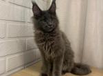 Zeus - Maine Coon Cat For Sale - NY, US