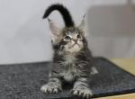 Charlie Reserved - Maine Coon Cat For Sale - NY, US