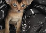 Bossyc - Abyssinian Cat For Sale - Brooklyn, NY, US