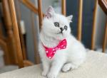 Elsie - Scottish Straight Cat For Sale - Vancouver, WA, US