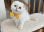 Elvin - Scottish Fold Cat For Sale - Vancouver, WA, US