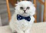 Elon - Scottish Fold Cat For Sale - Vancouver, WA, US