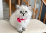 Eva - Scottish Straight Cat For Sale - Vancouver, WA, US