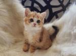 Chloe - Scottish Fold Cat For Sale - Levittown, PA, US