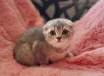 Buster Alphastar - Scottish Fold Cat For Sale - Levittown, PA, US