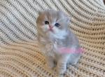 British blue golden kitten - British Shorthair Cat For Sale - Thornton, CO, US