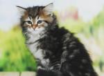 Chernika - Siberian Cat For Sale - Norwalk, CT, US