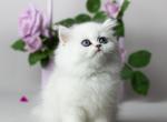 Amur - British Shorthair Cat For Sale - Brooklyn, NY, US