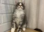 Puffi - Maine Coon Cat For Sale - NY, US