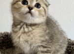 Tom - Scottish Fold Cat For Sale - Renton, WA, US