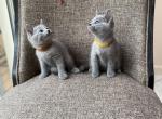 Waiting  List fees One hundred dollars - Russian Blue Cat For Sale - Old Bridge, NJ, US