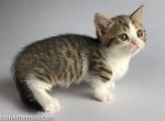 Ravara munchkin standard tabby bicolor short leg - Munchkin Cat For Sale - CA, US