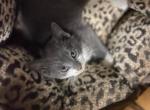 Indie - American Shorthair Cat For Adoption - Aquebogue, NY, US