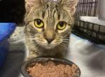Bella - American Shorthair Cat For Adoption - Aquebogue, NY, US