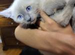 Blue - Siamese Cat For Sale - Hampden, MA, US