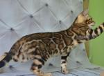 Baldric - Bengal Cat For Sale - Norwalk, CT, US