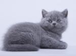 Dozorik - British Shorthair Cat For Sale - Norwalk, CT, US